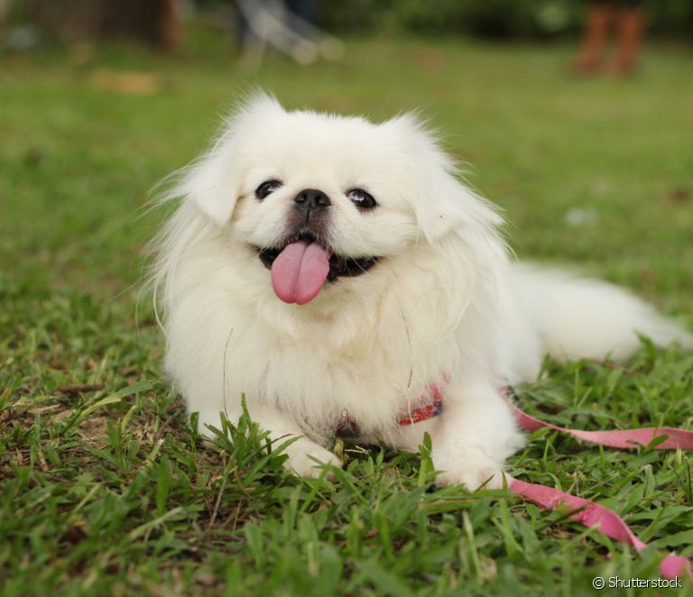  Pekingese: discover 11 characteristics of this miniature breed