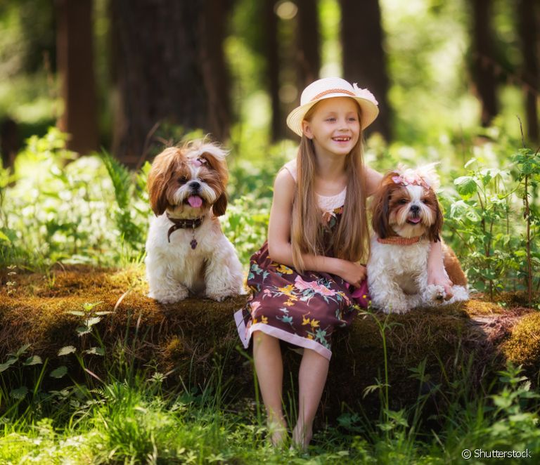  Is Shih Tzu a smart dog breed? Learn all about the dog's personality!