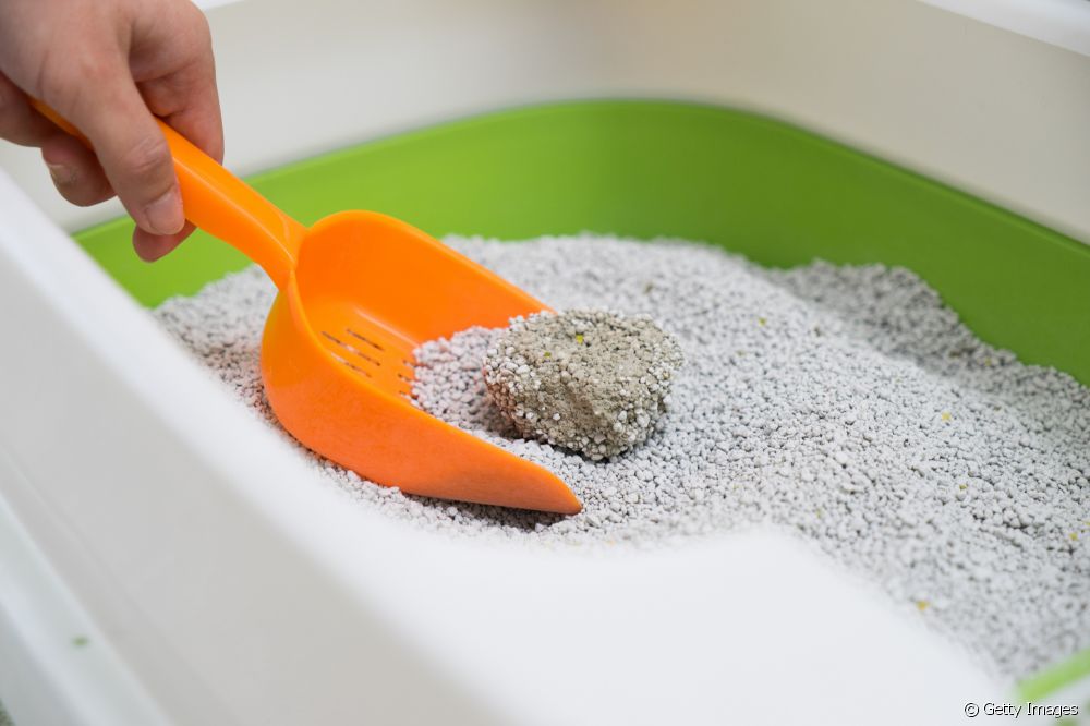  How does biodegradable cat litter work? Is it worth it?