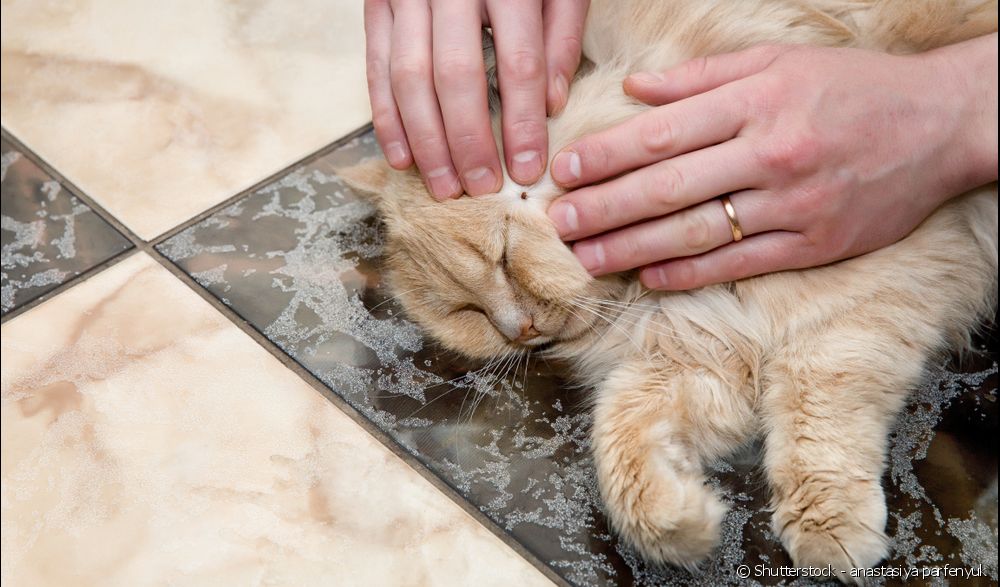  Cat tick: how to remove and prevent your pet from being infested