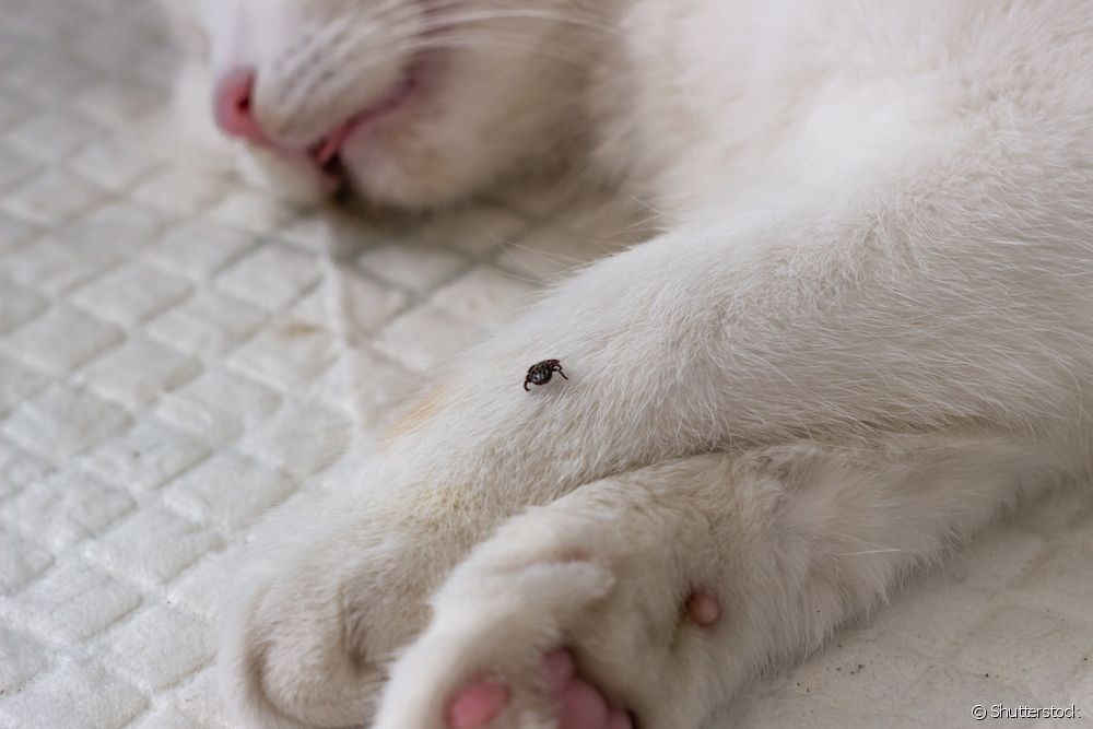  Do cats get ticks?