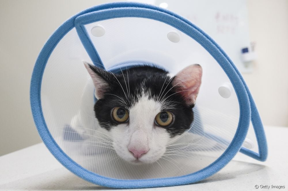  Cat neutering: what care should you take in the post-operative period?