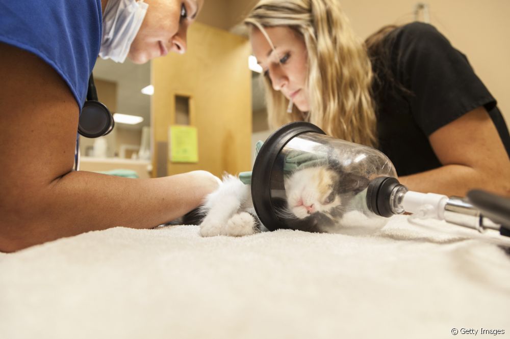  How does cat anesthesia work and what are the most common side effects?