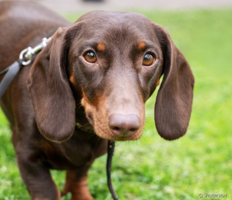  Dachshund or Basset Hound? Discover the differences between the "wiener dog" breeds