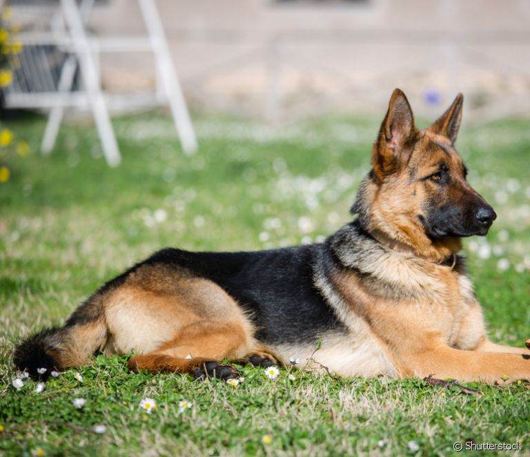  German Shepherd: 14 curiosities about the personality of this large dog breed