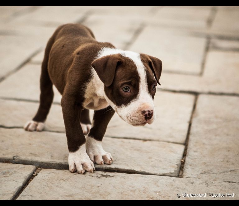  Pitbull puppy: know what to expect about breed behavior