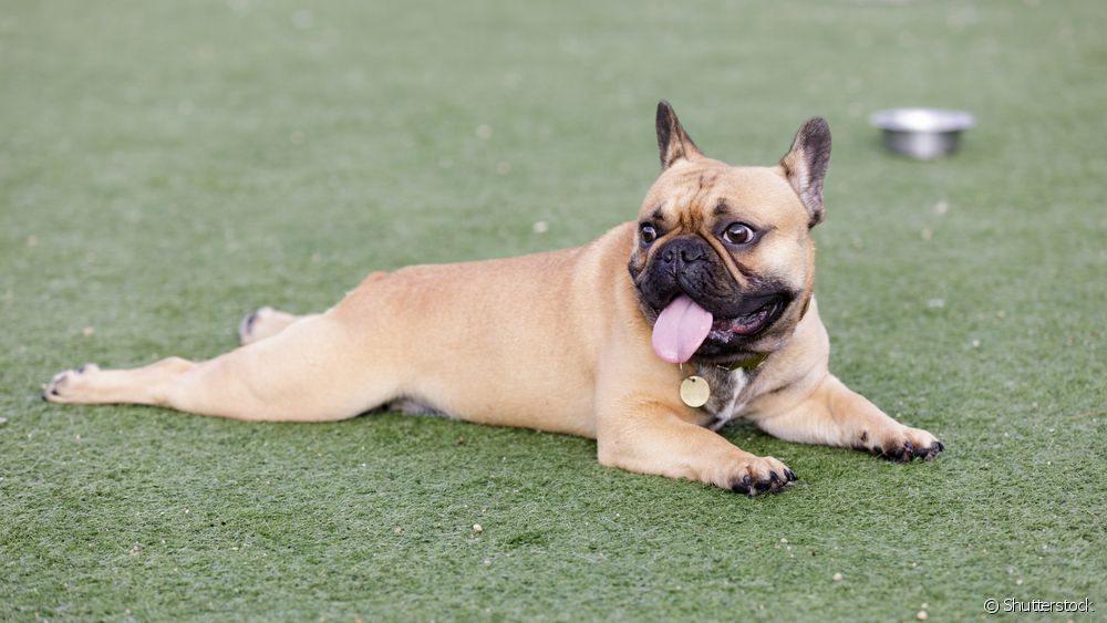  French Bulldog: what is the personality like and what to expect from the breed's behavior?