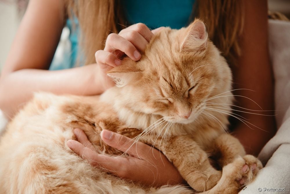  Where do cats most like to get affection?