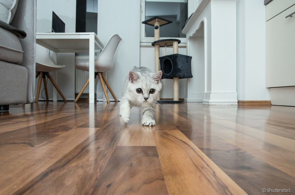  Cat running around the house at dawn? Understand what this behavior means!