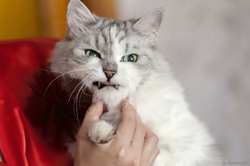  Is your cat grumpy? Find out possible reasons for this