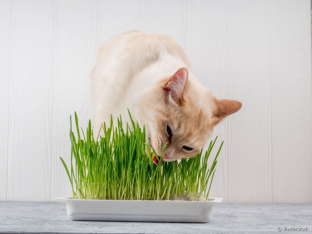  Cat grass: what is it, what are the benefits and how to plant it? All about it!