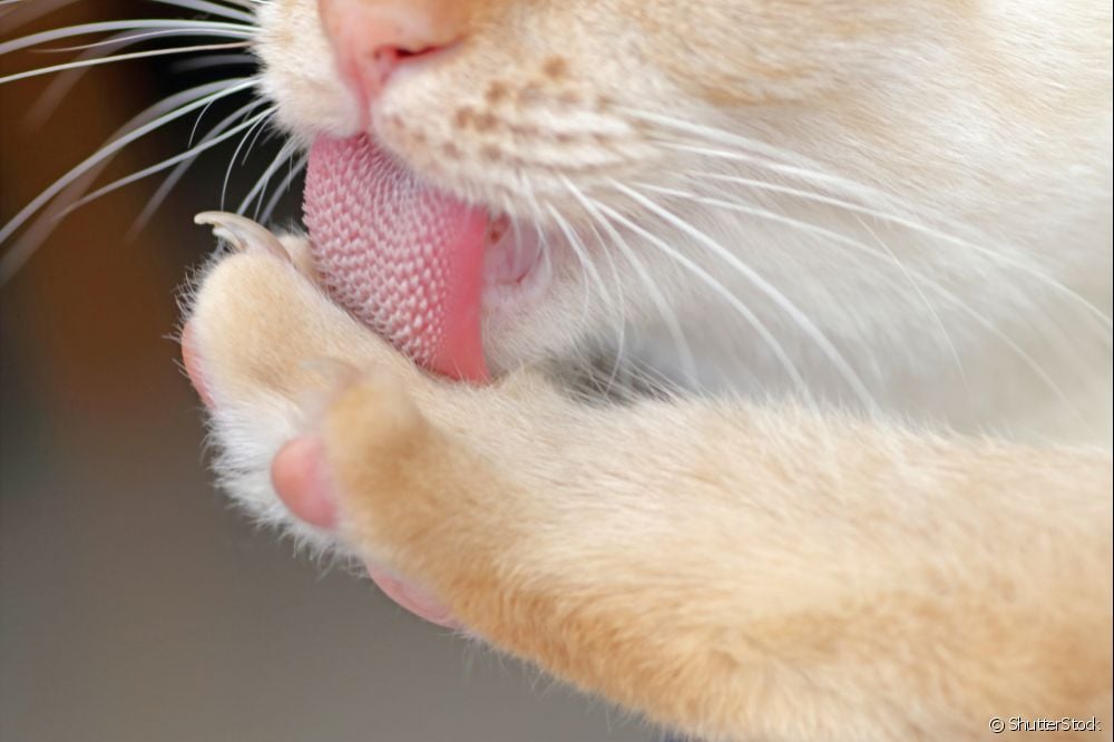  How does the cat's tongue work?