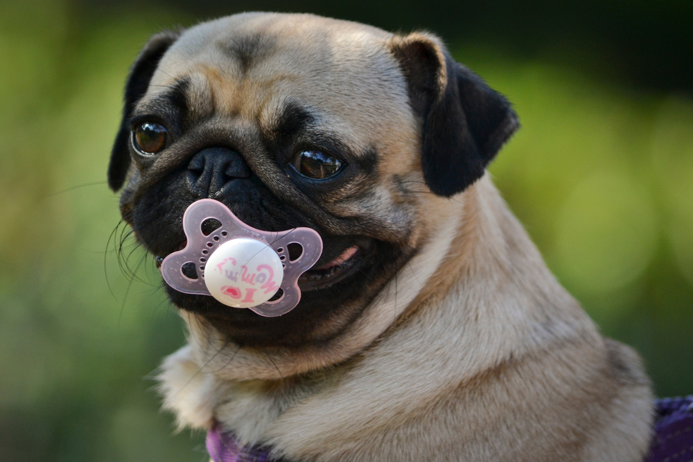  Puppy Dummies: is the habit healthy or can it cause physical and psychological harm to the dog?