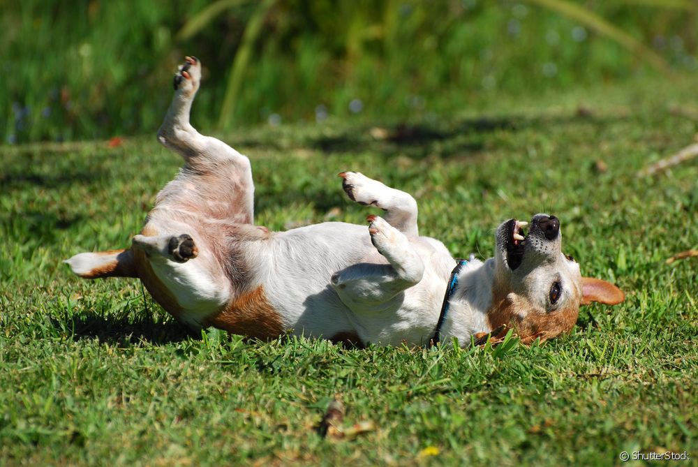  10 reasons that cause itching in dogs