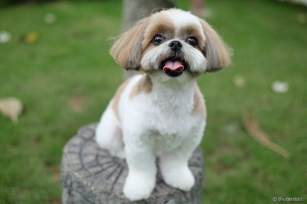  Shorn Shih Tzu: which cut is suitable for the breed in summer?
