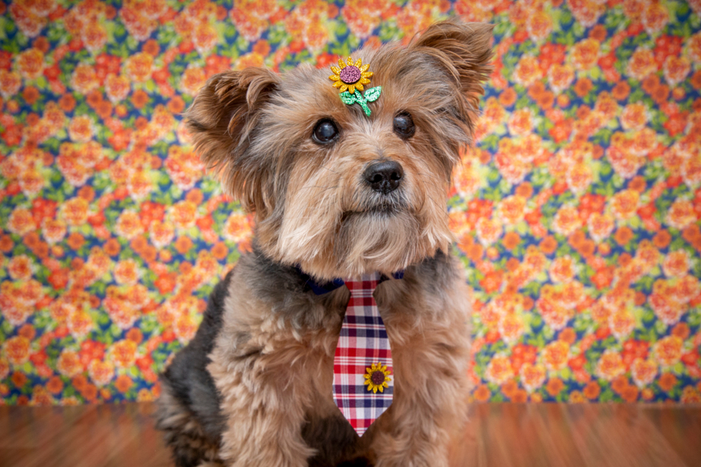  Pet June party: how to organize, costume tips, snacks, music and more