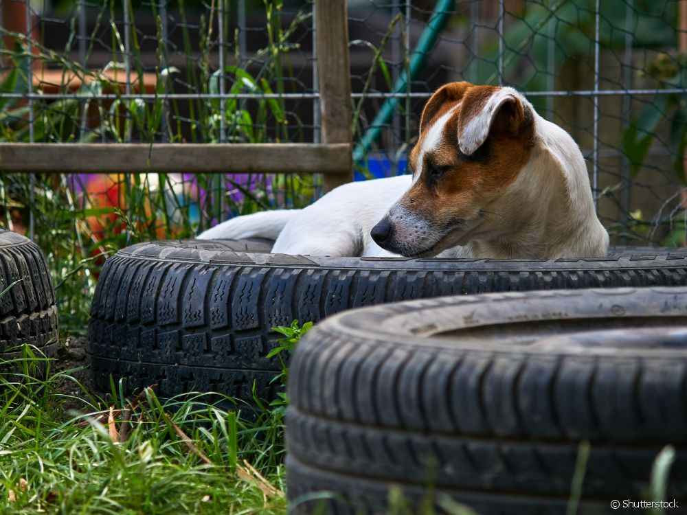  How to make a tire dog bed?