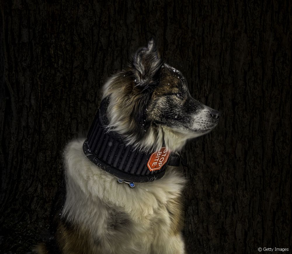  Cervical collar for dogs: what is it and what is it for?