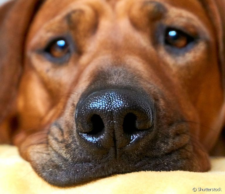  Why is the dog's muzzle always cold?