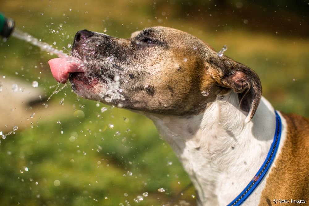  Have you thought about buying a dog water fountain? See the benefits of the accessory
