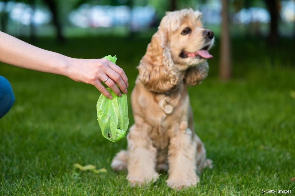  How to dispose of dog feces correctly?