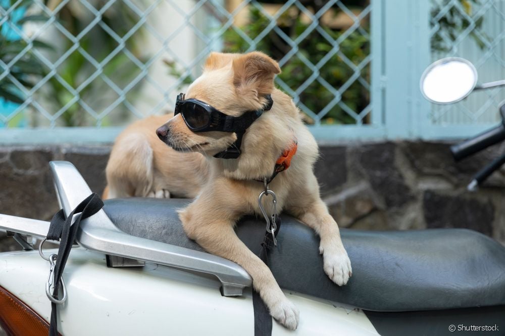  How to ride with a dog on the bike? See accessory tips and what care to take