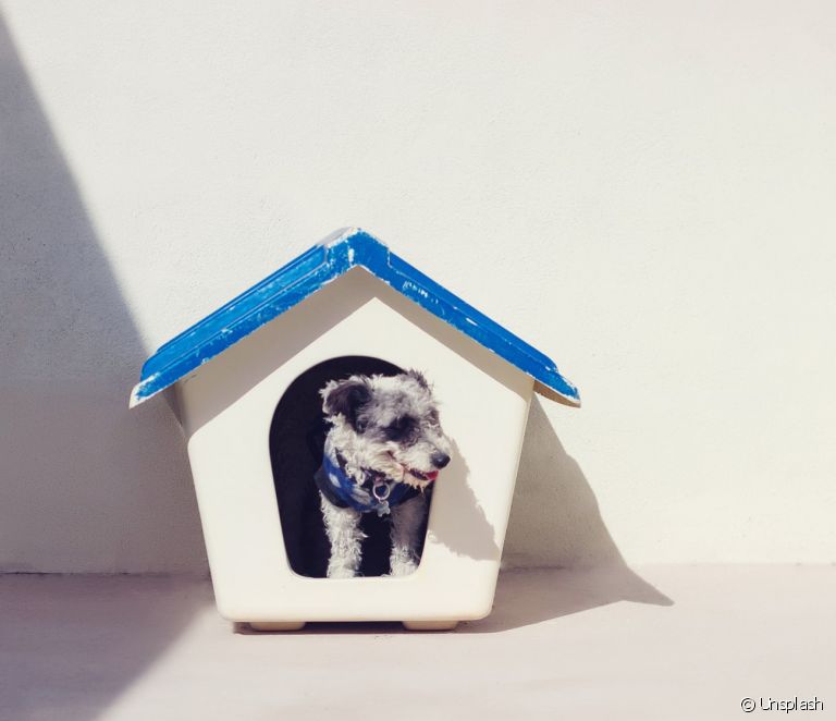  Dog house: see the different models and learn how to choose one for your pet!