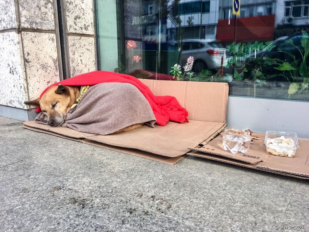  6 things you can do for abandoned dogs in your city