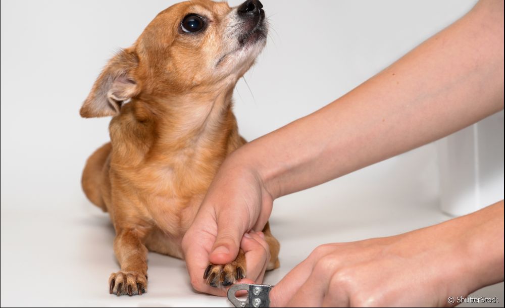 How to cut dog nails: step by step to take care of your pet's claws