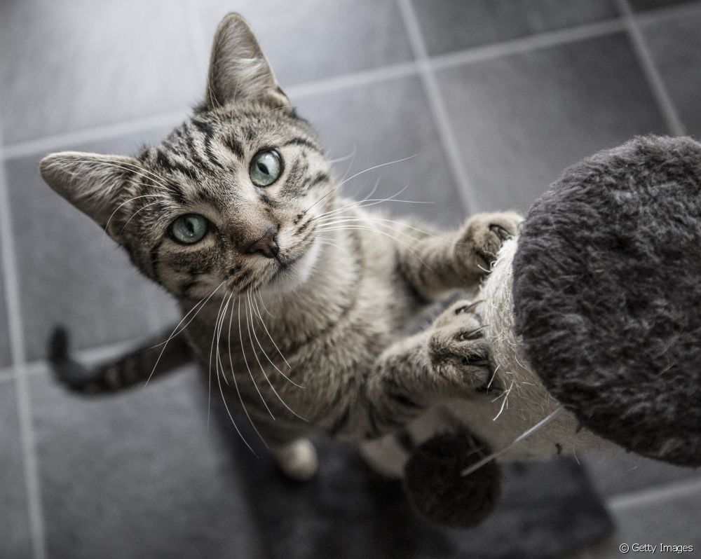  7 tips to keep your cat indoors