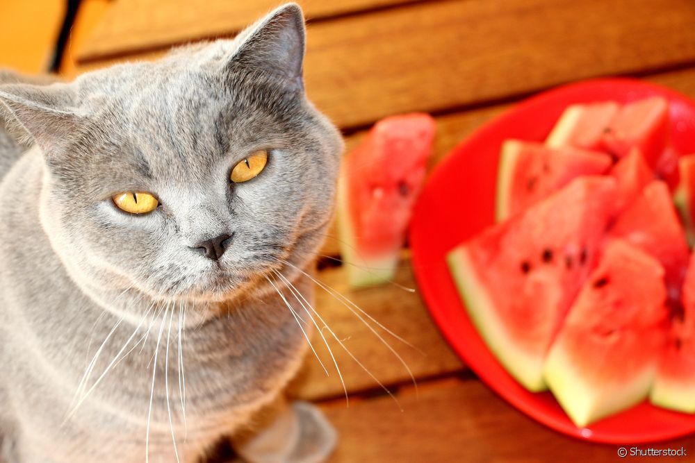  See tips to make your cat more comfortable in summer