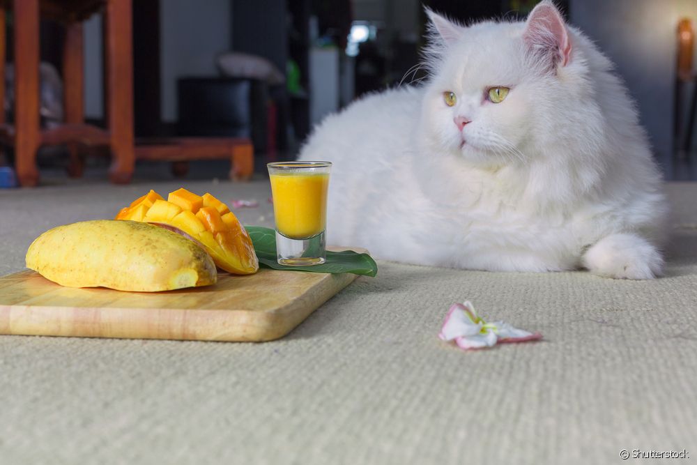  Can cats eat mango? Find out!