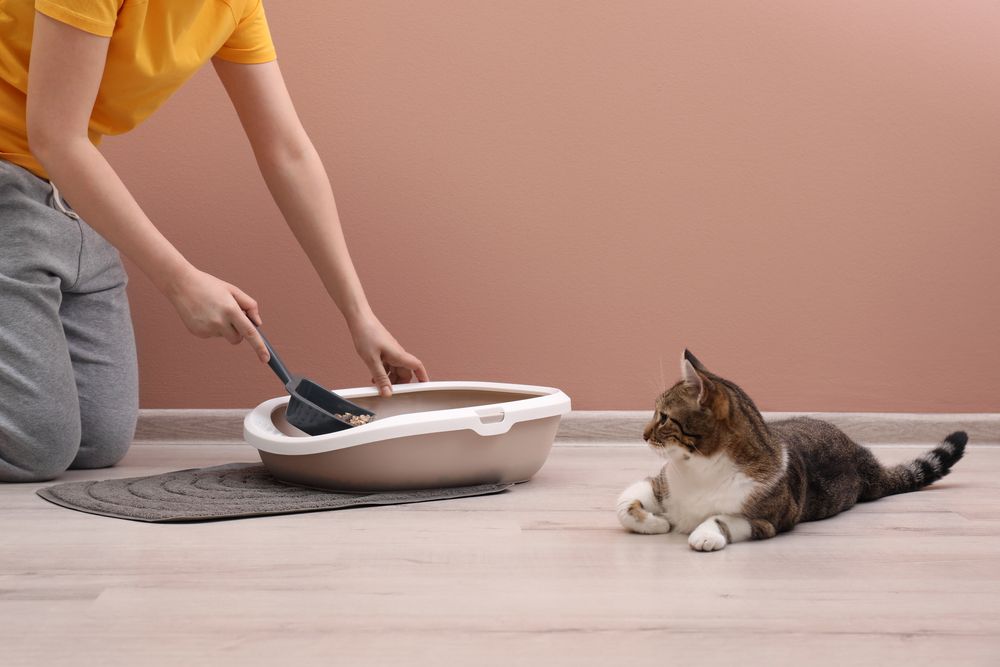  Everything you need to know about cat poop