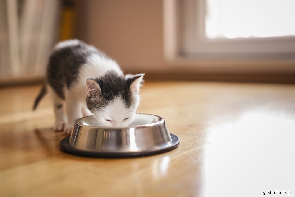  What to give a kitten to eat?