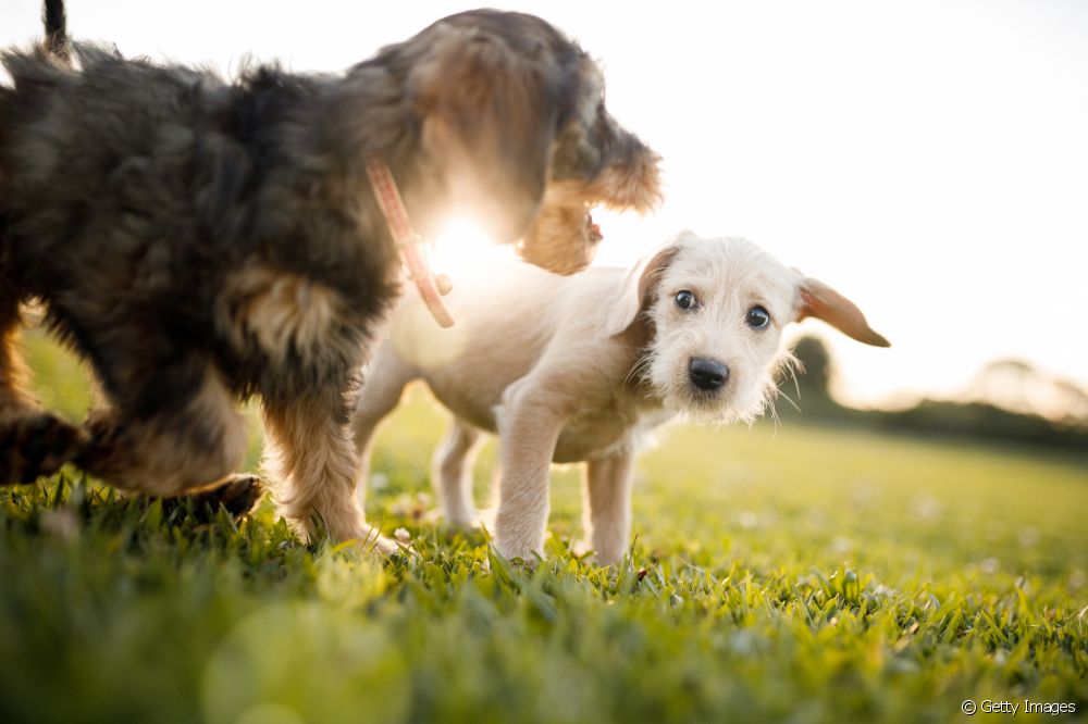  7 things you need to teach your puppy in the first months of life