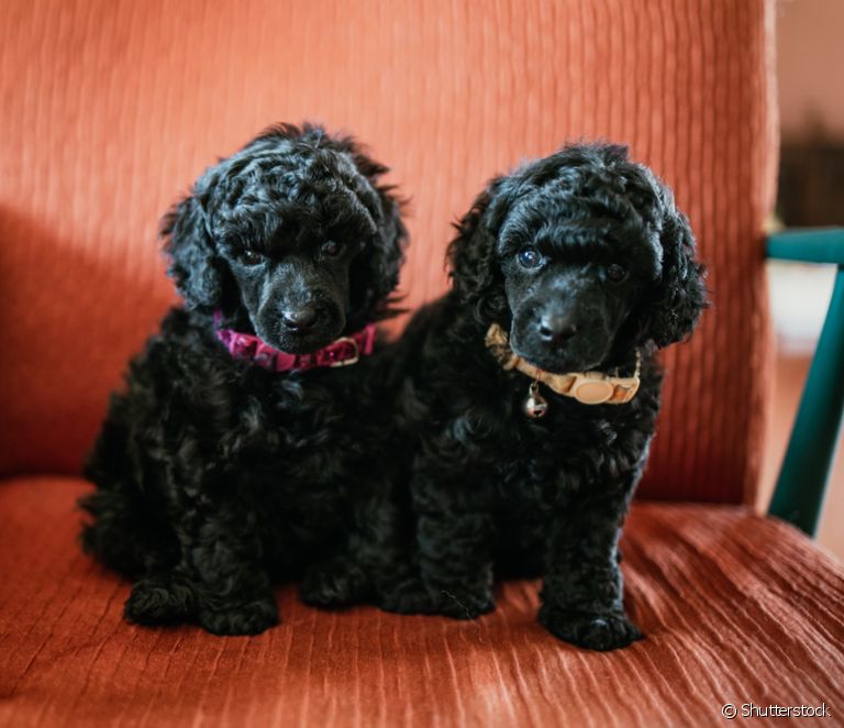  Black Poodle puppy: see a gallery with 30 photos of this little dog