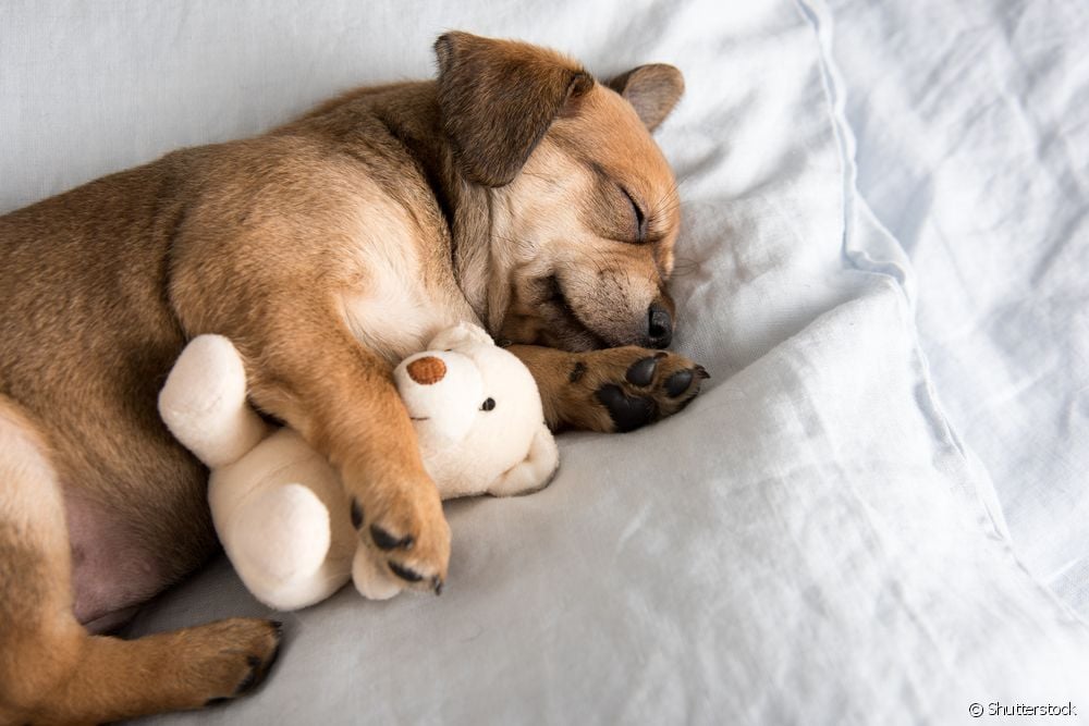  Puppy crying at night? Here's the explanation and tips to calm him down in the first days at home