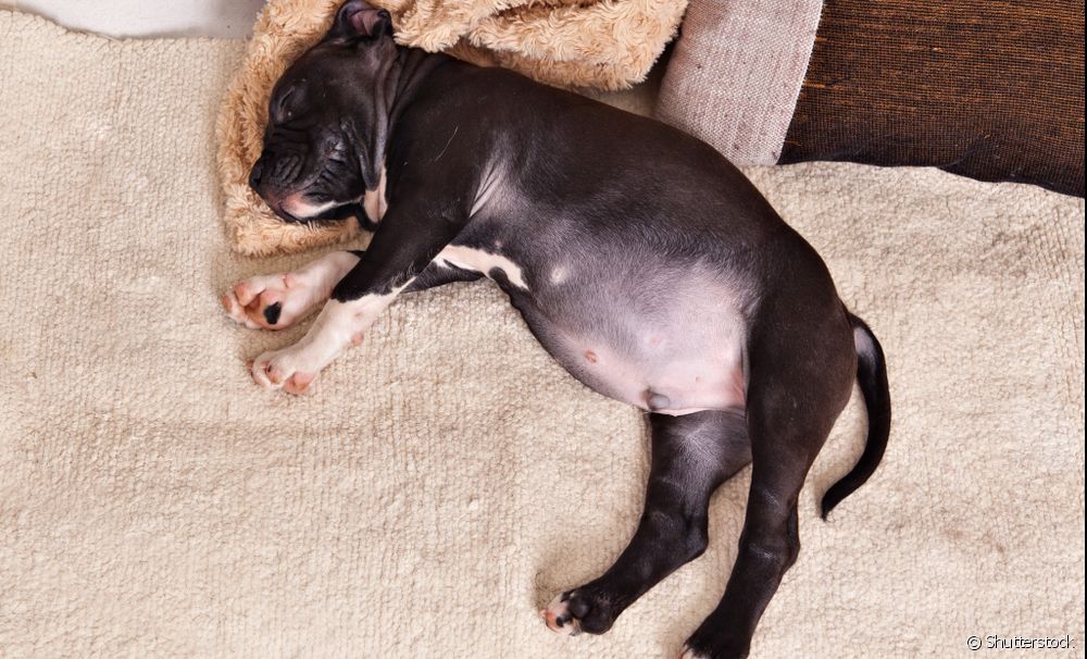  Water belly in a puppy: what causes the problem and how to take care of it?