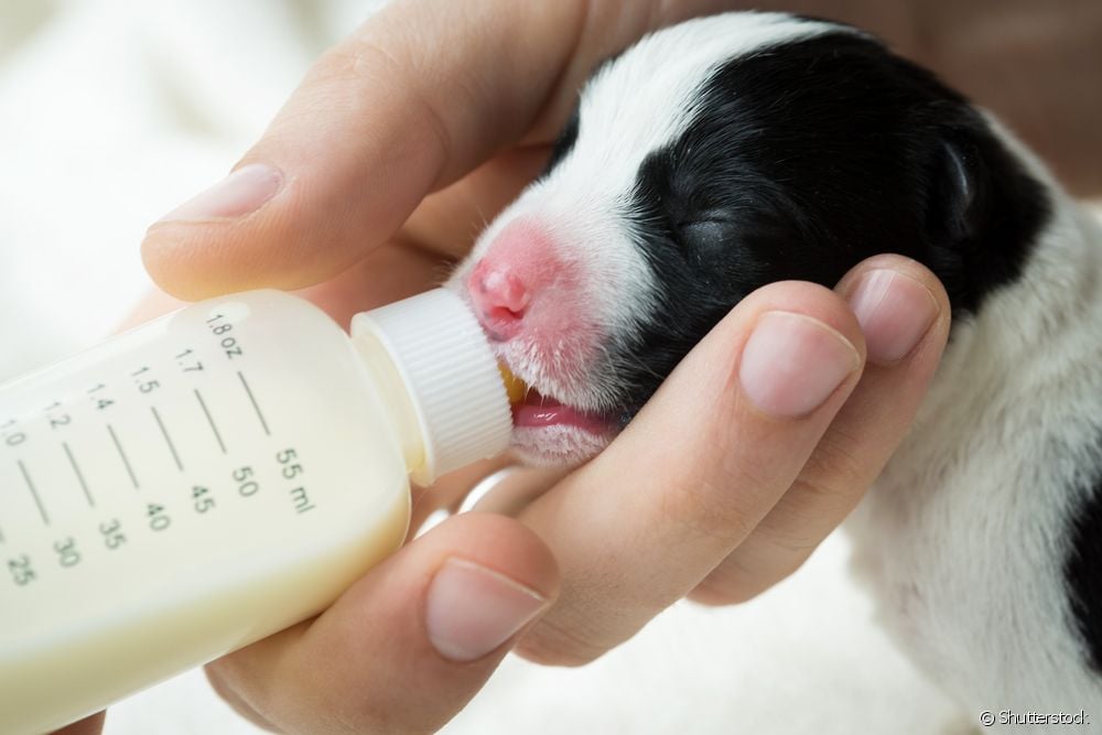  How many ml of milk does a puppy suckle? See this and other curiosities about canine breastfeeding