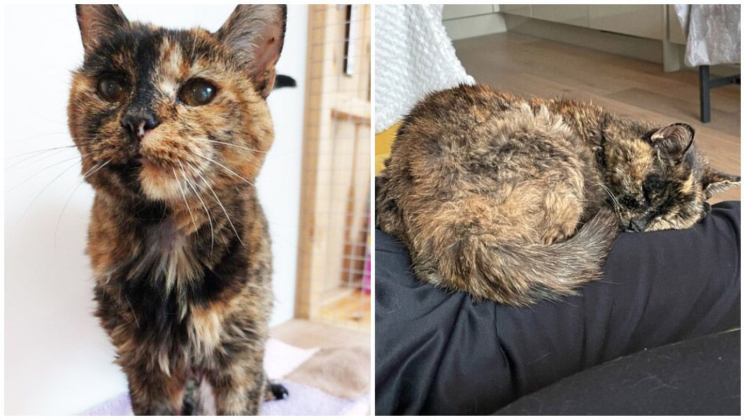  27-year-old cat is recognized by Guinness Book as the world's oldest feline