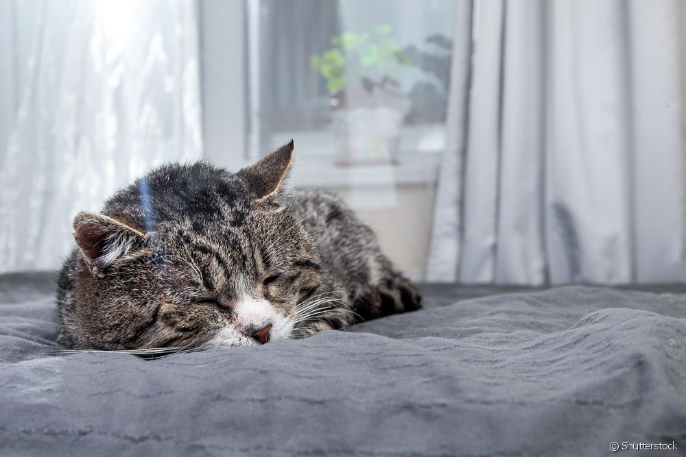 Elderly cat: what are the signs that your kitty is getting older?