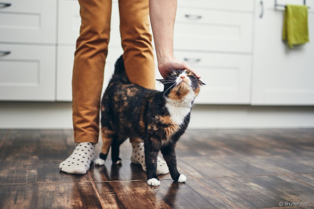  10 cat behaviors that are misinterpreted