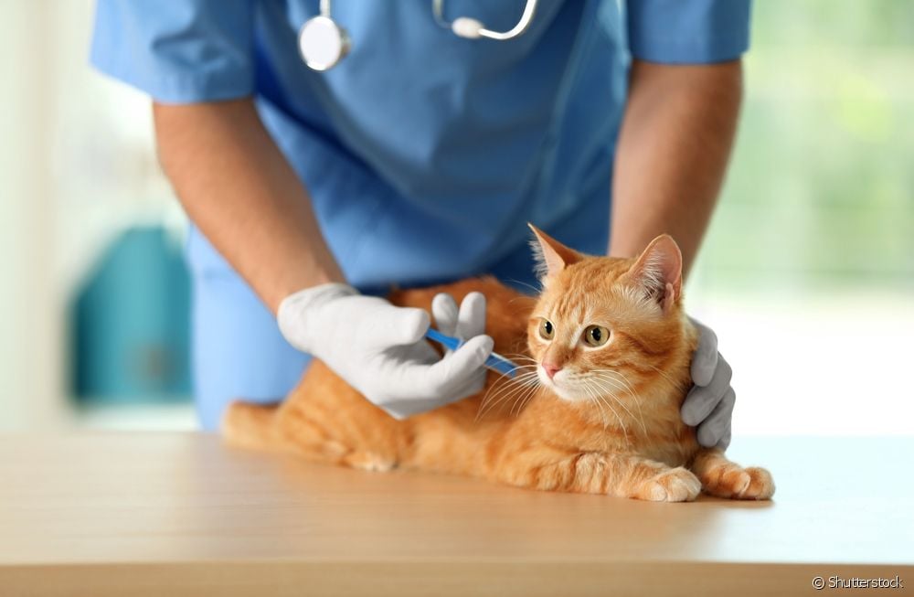  Cat vaccine schedule: understand how the feline immunization cycle works