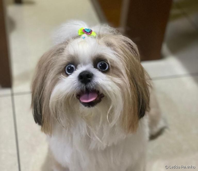  Does Shih Tzu like children? Here's some trivia about the playful side of the small dog breed