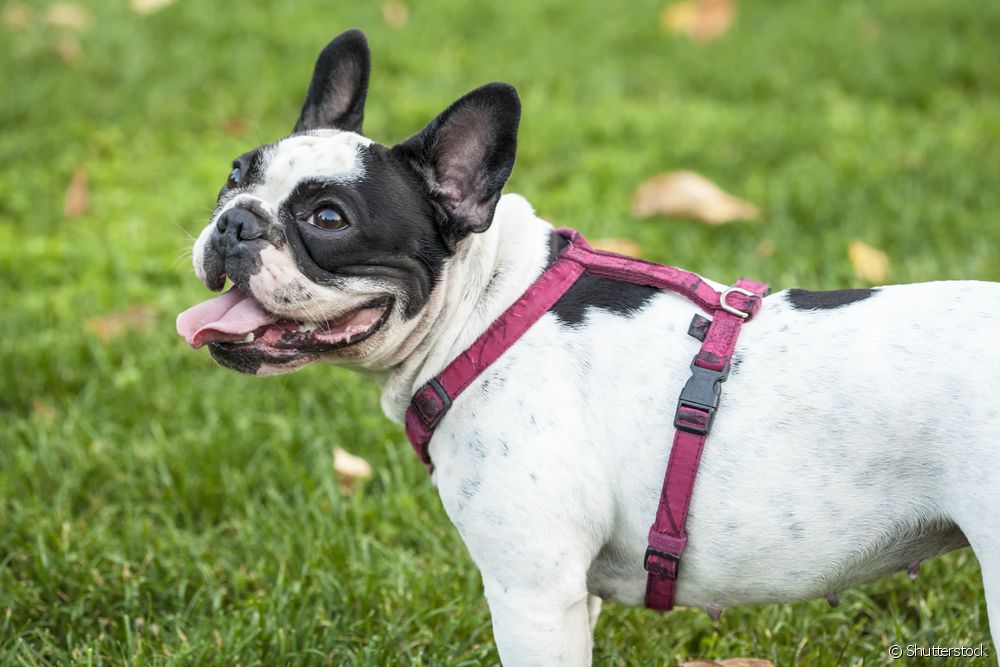  Pectoral dog collar: what is the best type for each type of dog?