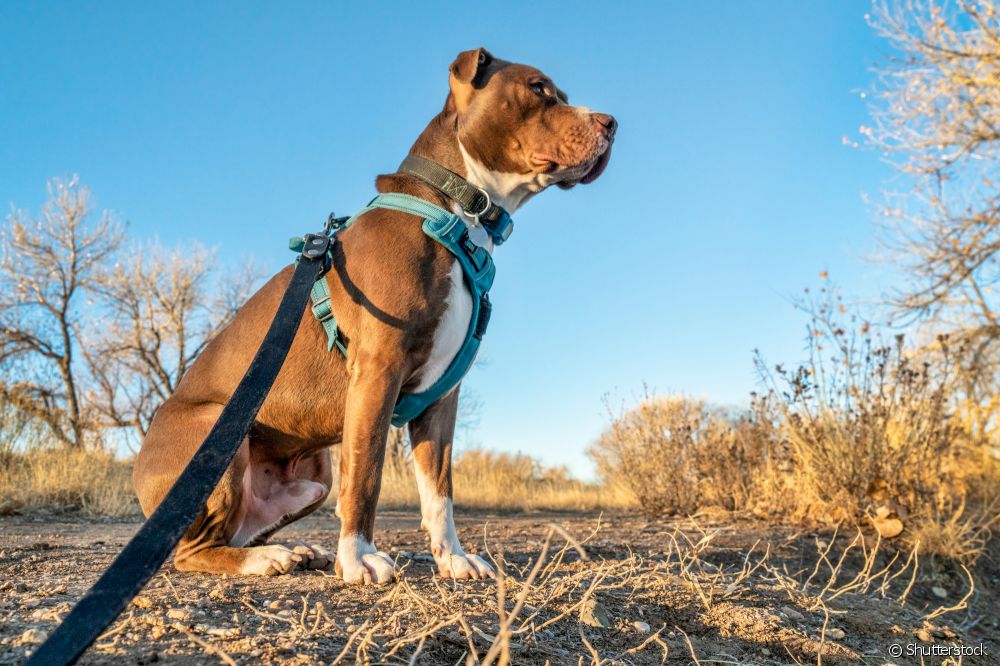  What types of dog collars are best for large breeds?