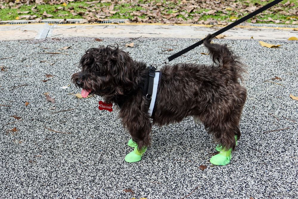  Is a dog shoe really necessary?