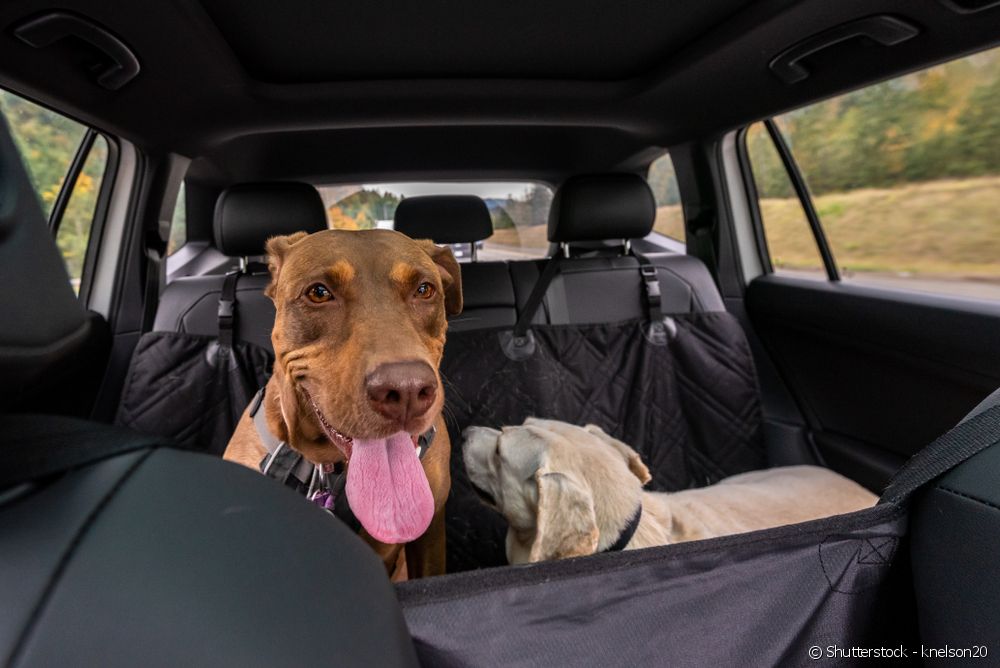  How to transport a dog - see tips!