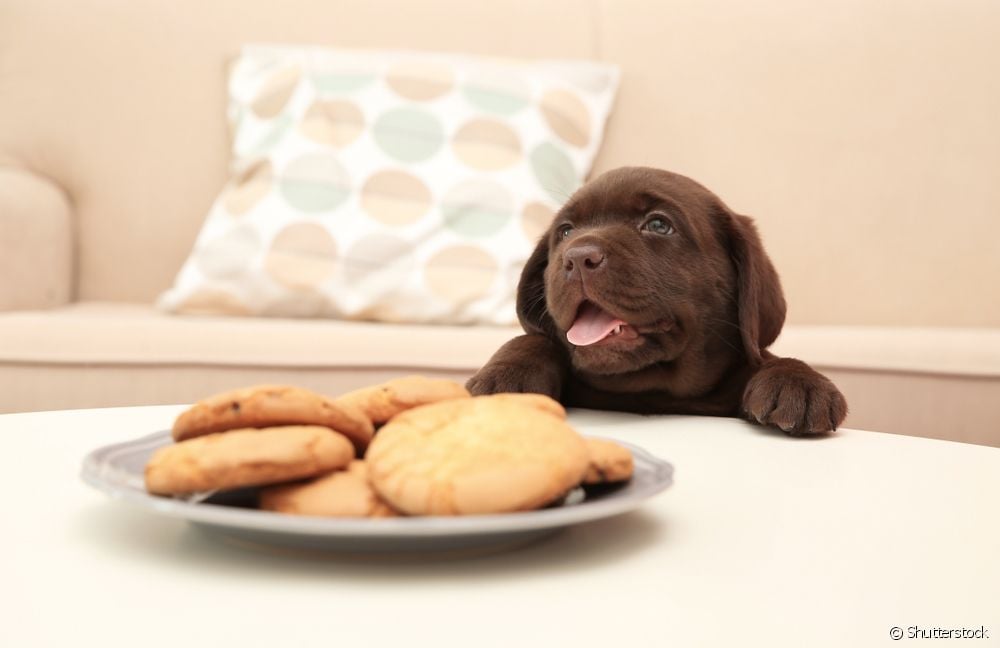  Dog cookie recipe: see options with fruits and vegetables easy to find in the market