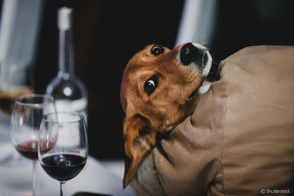  Wine and beer for dogs? Understand how these canine products work